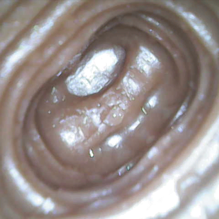 3.93in Horse Cock Dildo Animal Pussy For G-Spot Male Masturbator