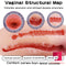 Sex Doll Torso Masturbator Hip And Vagina Real 3D Vagina Ass Sex Toy